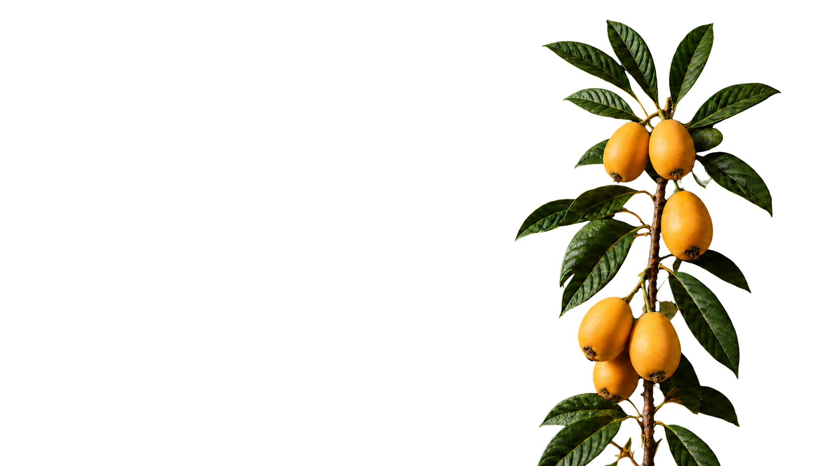 Loquat tree branch with ripe fruit